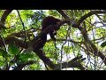 Macaco cuxiú (Chiropotes sagulatus)