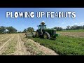 PLOWING UP PEANUTS