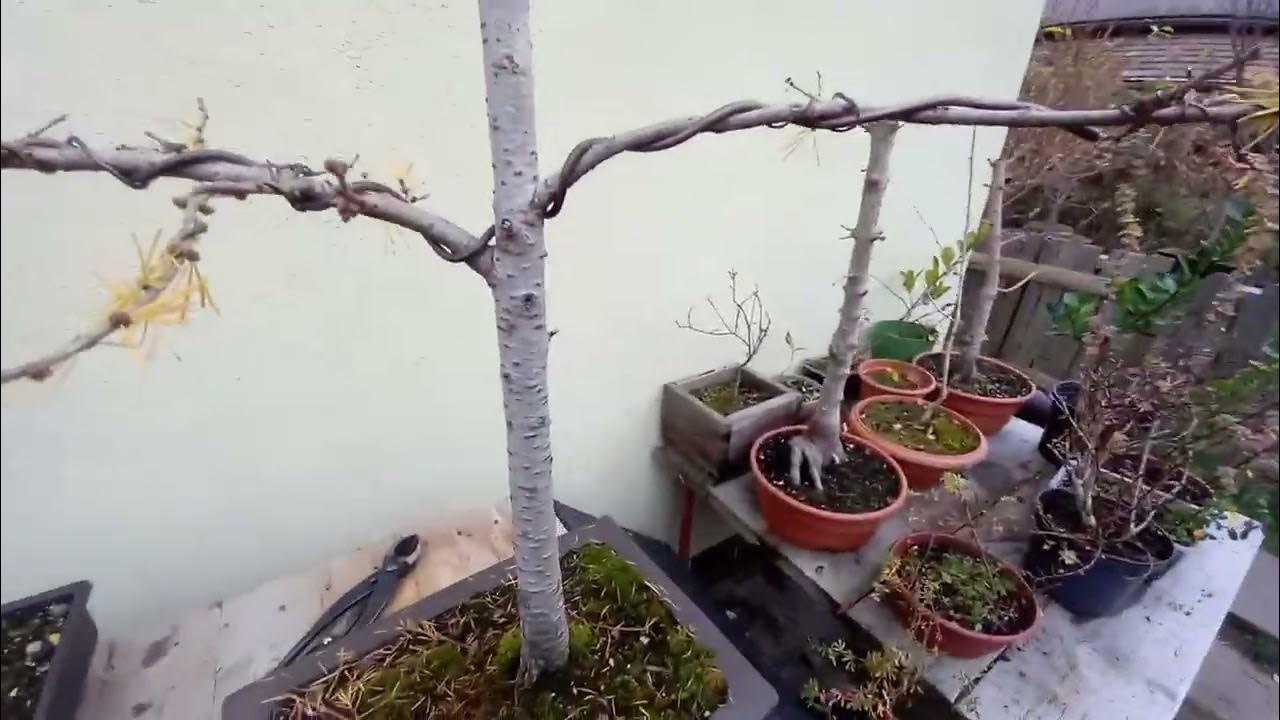 Modrzew europ.(larix decidua), Jałowiec (juniperus) i Tuja bonsai