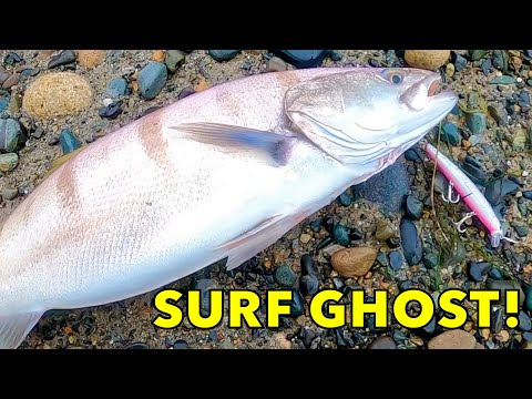 White Sea Bass while Surf Fishing [Catch MORE Fish]! 