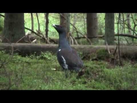 Video: Kurtinio Lizdo Salotos: Klasikinis Receptas žingsnis Po žingsnio Su Nuotraukomis Ir Vaizdo įrašais