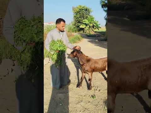 طلع بره البيت وجري من صاحبه ربنا يستر تااابع01002298253  01069981784  01014895109