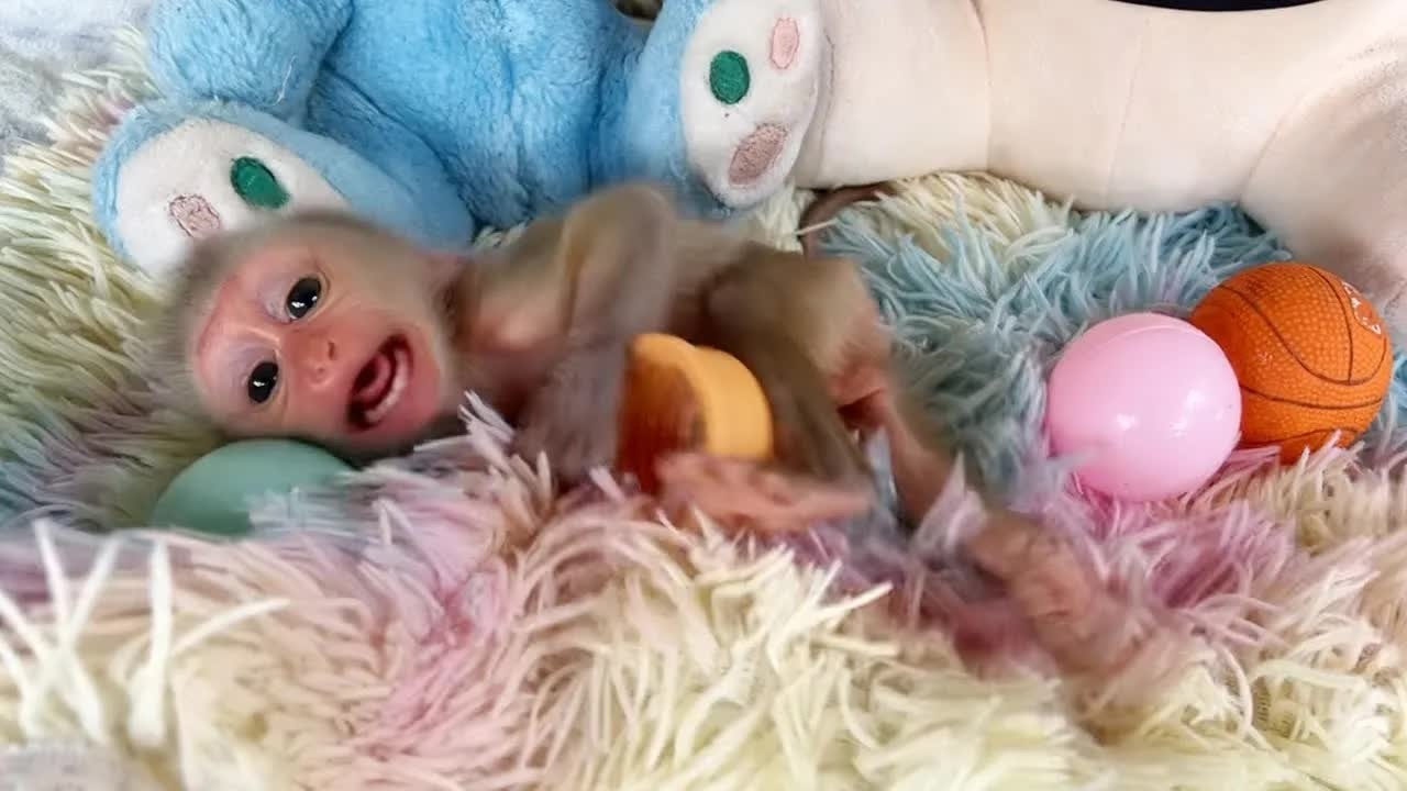 Baby Monkey Mato Angrily Sister Put Him To Sleep Not Yet Sleepy