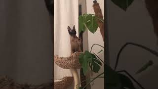 Kitty just doing his thing 🙈😜😂Cornish Rex by Diana Horn 59 views 1 year ago 1 minute, 17 seconds