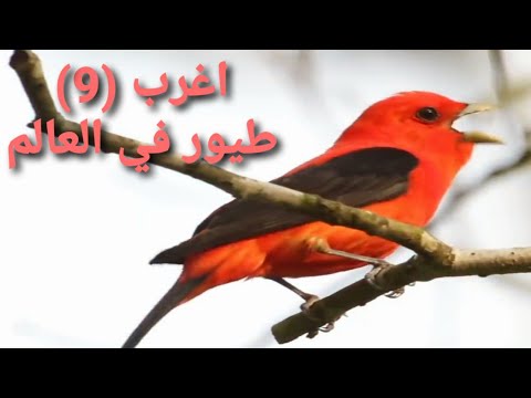 فيديو: Bullfinch: الصورة والوصف. Bullfinch: وصف طائر للأطفال