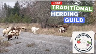 The Lost Traditional Herding Guild