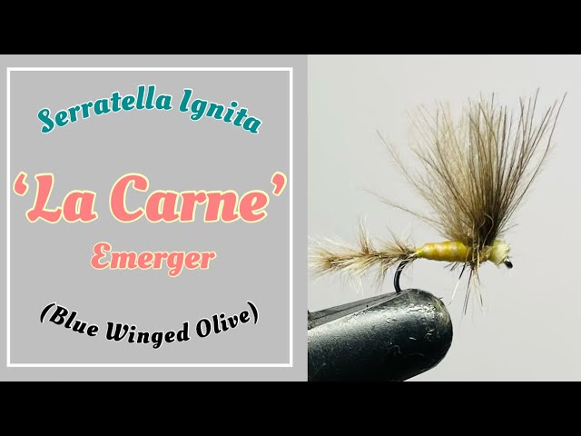 Fly tying - \'La Carne\', Serratella Ignita Male (Blue Winged Olive) - YouTube | Fliegen