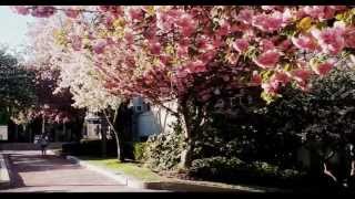 Drifting Cherry Blossom