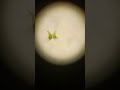 Staurastrum brachiatum