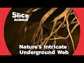 How our astonishing underground ecosystem creates the soil  slice science