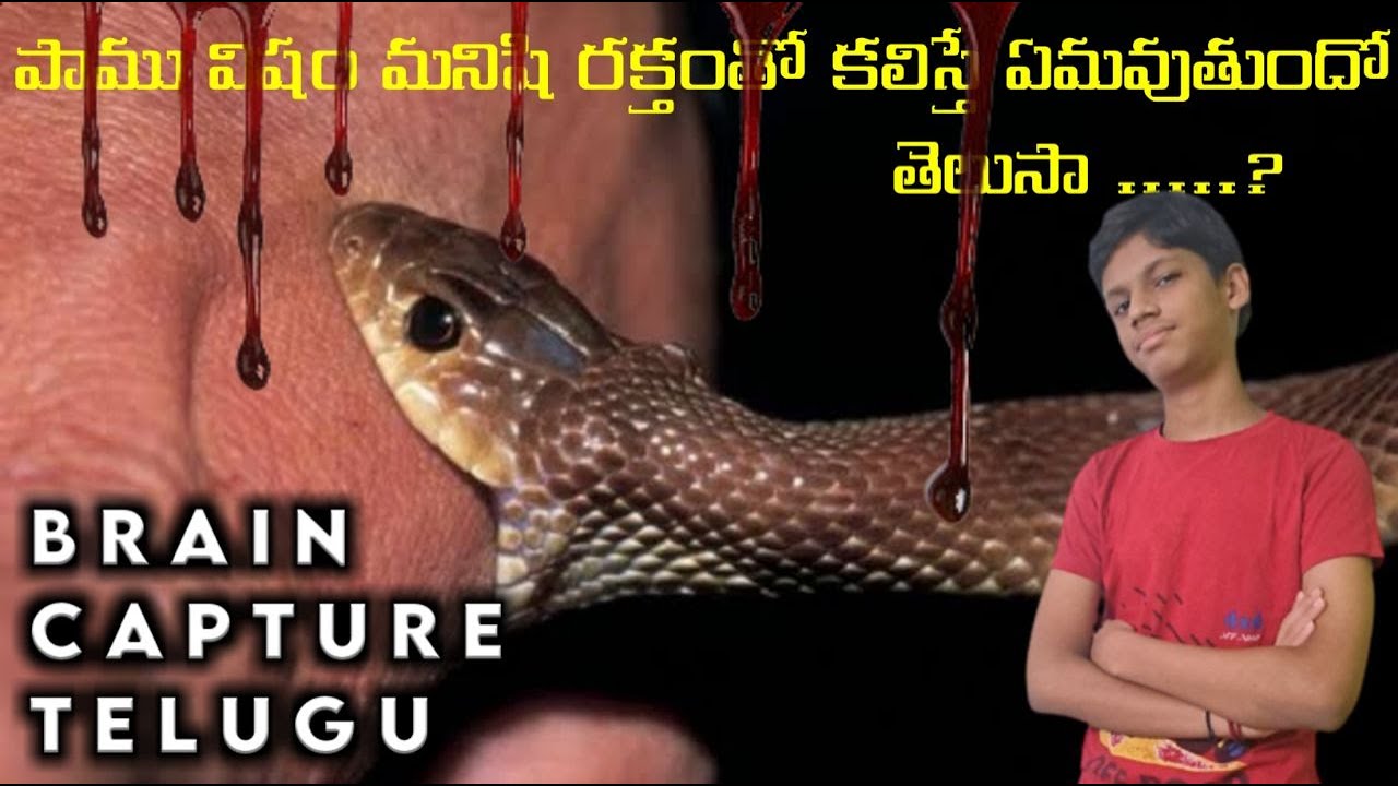 పాము విషం మనిషి రక్తం తో కలిస్తే ఏమవుతుందో తెలుసా ? Top 5 Intersting Facts In Telugu ll BCT facts