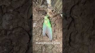Morning Cicadas molt at night! August 3, 2025 @CicadaMania