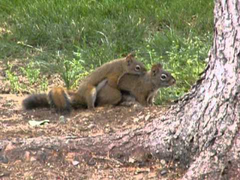 Squirrel Porn 111