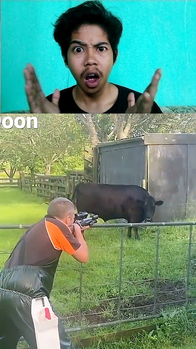 🤯apa jadinya kalau sapi ditembak mati #shorts #reaction #hewanunik#hewananeh #sapi #sapiqurban