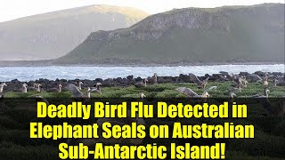 Deadly Bird Flu Detected in Elephant Seals on Australian Sub-Antarctic Island!