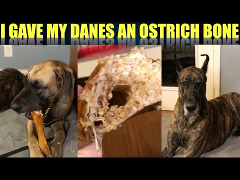ostrich bones for dogs safe