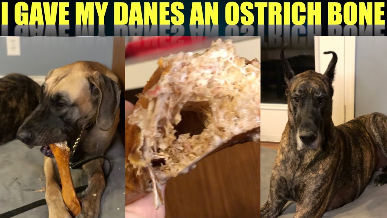ostrich bones for dogs safe