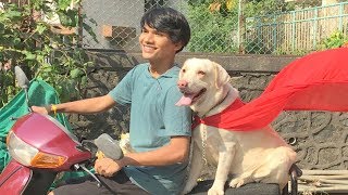 DOG SHORT FILM | HERO POCKET | DIWALI SPECIAL | LABRADOR RETRIEVER || MOHAK MEET || SEEMA DOG SHORT FILM | HERO POCKET | DIWALI SPECIAL | LABRADOR RETRIEVER || MOHAK MEET || SEEMA