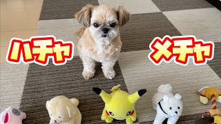 えっちゃん様❤チワワ シーズー birthdayオブジェ♡ 男だけでお留守番 ハチャメチャになるやつ チワワ×シーズー - YouTube