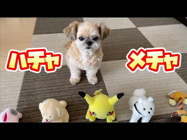 えっちゃん様❤チワワ シーズー birthdayオブジェ♡ Amazon | Crazytops シーズー犬 3D 誕生日 面白い ポップアップカード