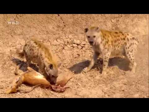 Nat Geo Wild: Африканские охотники 2 сезон 4 серия - Пропавший принц