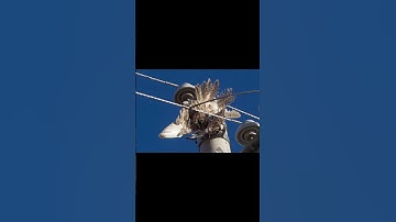 Why Don’t Birds Get Electrocuted on Power Lines?
