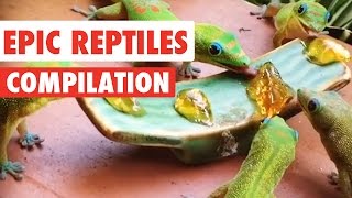 Epic Reptiles Video Compilation 2020