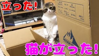 速報！猫が立ちました！！！【スコティッシュフォールド】【Scottish Fold】