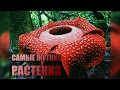 10 САМЫХ ЖУТКИХ РАСТЕНИЙ НА ЗЕМЛЕ