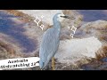鸟趣—吃螃蟹不吐螃蟹壳 白脸鹭的澳洲海边闲适生活birds fun：White-faced Heron | 澳洲观鸟