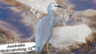 鸟趣—吃螃蟹不吐螃蟹壳 白脸鹭的澳洲海边闲适生活birds fun：White-faced Heron | 澳洲观鸟