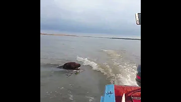 Медведь в Якутии плывет через реку. Нападает на лодку с рыбаками.