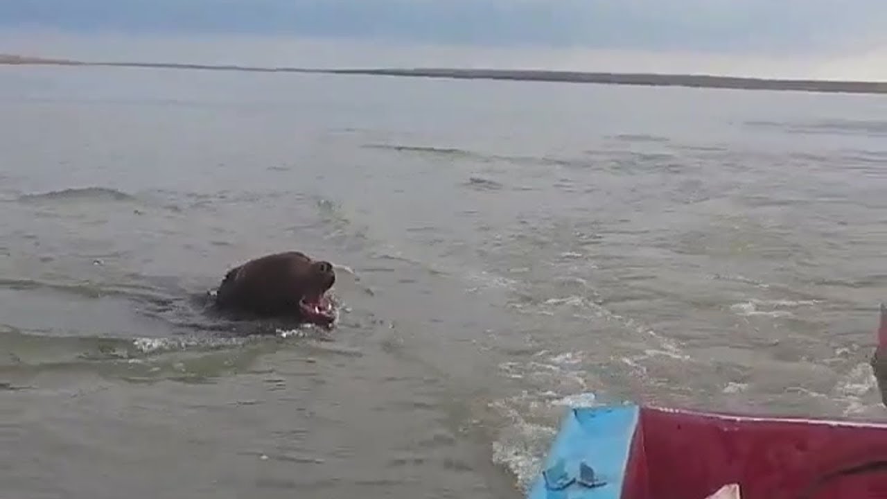 Нападение реки. Медведь плывет за лодкой. Медведи.на речке в Якутии. Медведь напал на лодку.