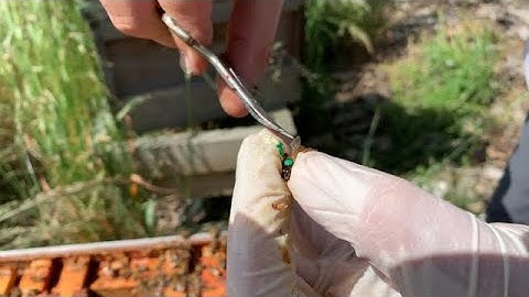 How To Mark A Queen Bee & Clip Her Wings