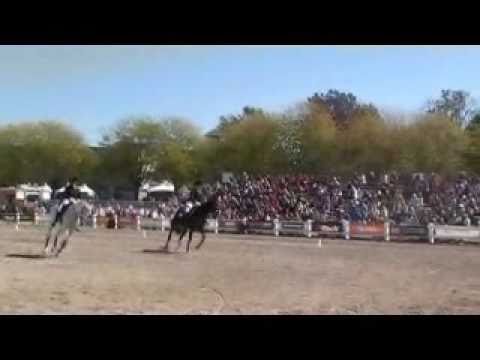 Standardbred Dressage 2010 World Equestrian Games ...