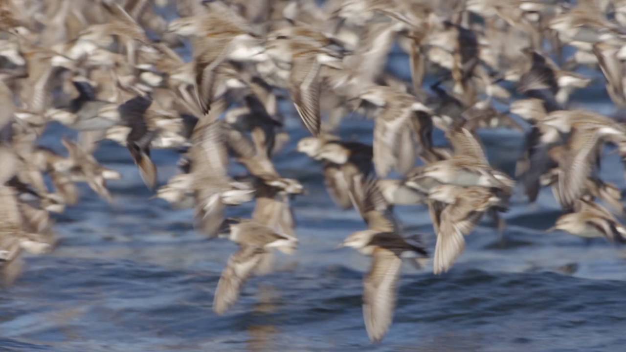 Sandpiper Flock 
