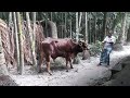কোরবানির গরু।Qurbani cow