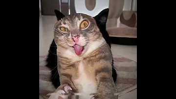 Montagem Espaco Renicht Meowsith 