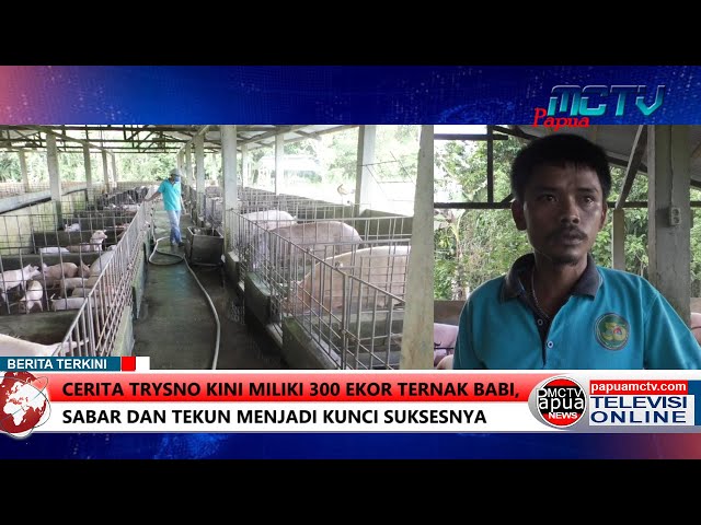 Cerita Trysno Kini Miliki 300 Ekor Ternak Babi, Sabar dan Tekun Menjadi Kunci Suksesnya class=