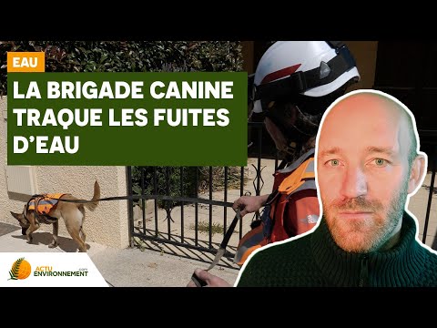 Comment des chiens peuvent traquer les fuites d’eau ?