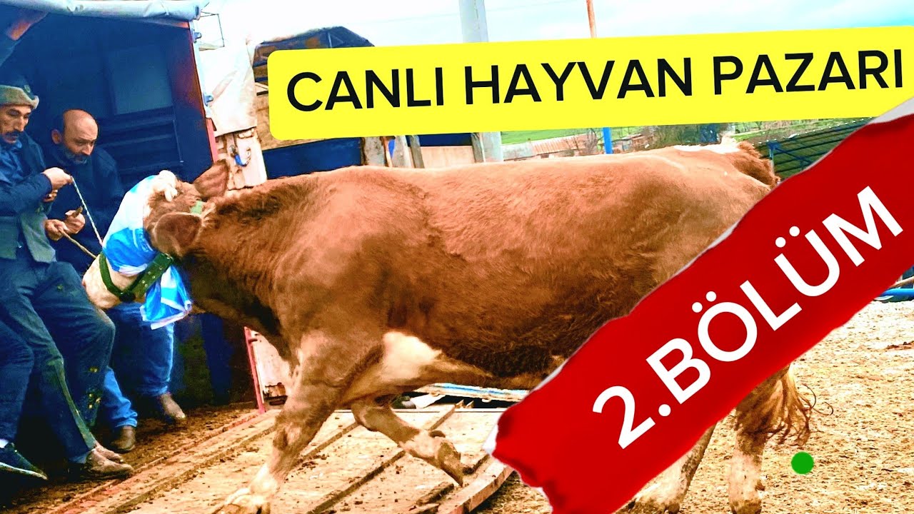 23 Şubat 2026 PAZARTESİ BOLU  CANLI HAYVAN PAZARI