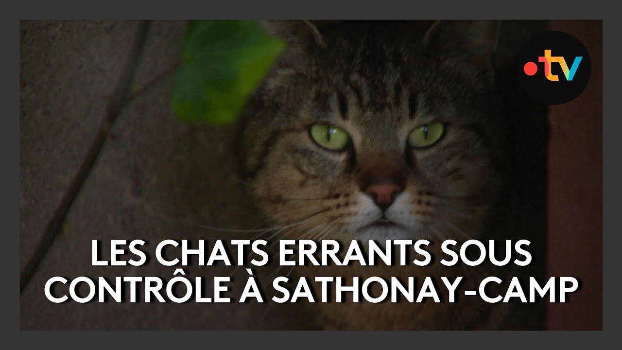 Les chats errants sous contrôle à Sathonay-Camp