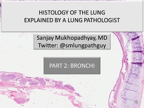 Histology of the lung explained by a lung pathologist. Part 2: bronchi