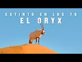 EL ORYX de Arabia | Exterminado en la naturaleza en los 70 | Mini documental | Tan natural