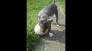 Rocky My Blue Staffy 8 Weeks To 6 Months