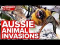 Snake, bat and ibis invasions causing chaos | Compilation | A Current Affair