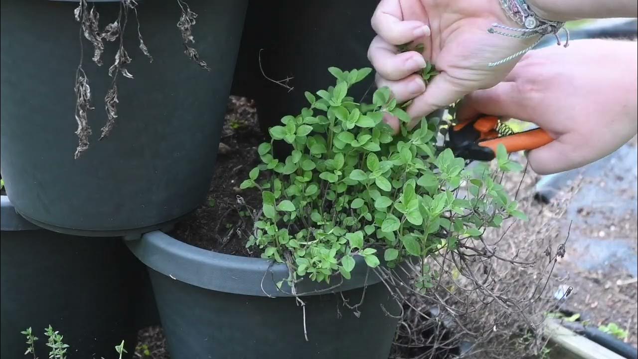 Harvesting and Drying Oregano YouTube