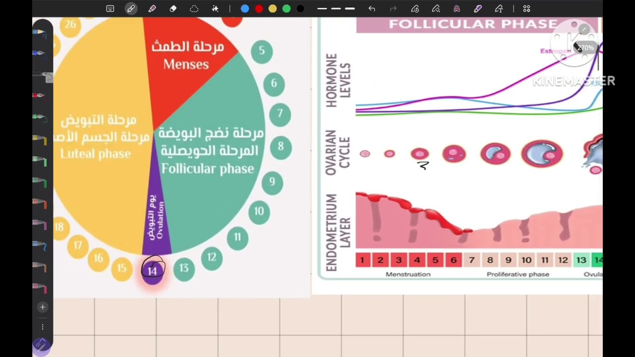 Lec-2 Menstrual cycle | الدورة الشهرية