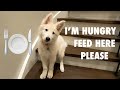 Complaining white swiss shepherd puppy thinks she's a husky goes up the stairs - The Peachy Momo