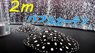 ２ｍの超超超絶長いエアーストーンを水槽に入れてみたら　相当綺麗だった